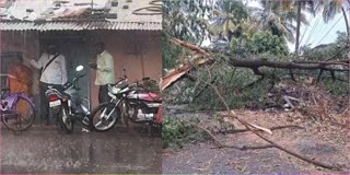 Sangli rain news