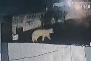 LEOPARD SEEN IN LUDHIANA
