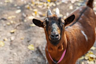 Youth Allegedly Tortured Goat in Malda