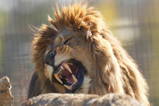 Five traumatised lions, rescued from Ukraine's war zone, arrive at the Big Cat Sanctuary in England, where they begin recovering from abuse and neglect.