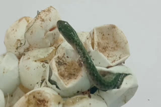 Snakes Hatched From Eggs in Mahabubnagar District