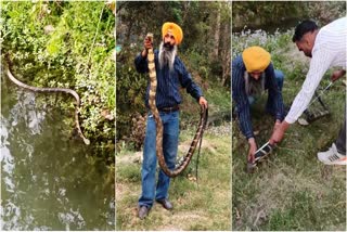 सिरमौर में किंग कोबरा का हुआ रेस्क्यू