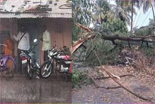 Sangli rain news