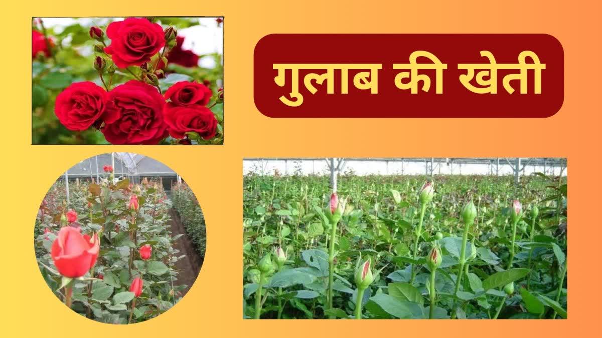 Rose FLORICULTURE IN CHHATTISGARH