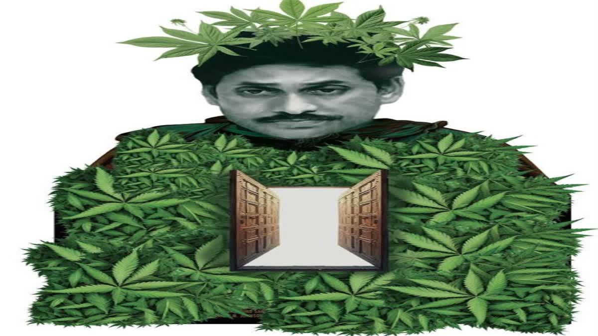 cannabis_drugs_usuage_andhra_pradesh