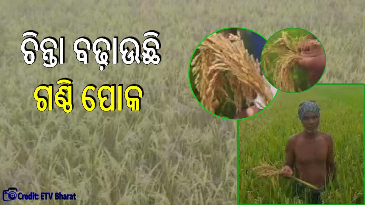 Ganthi insects damages paddy crop