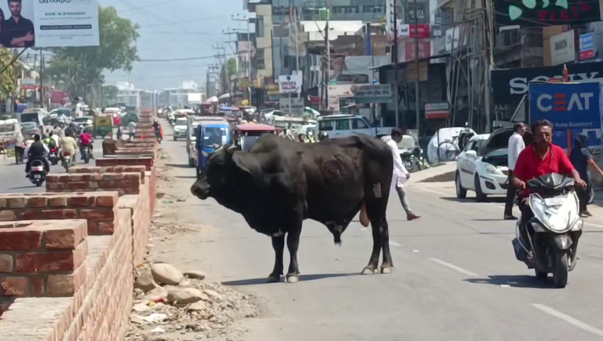 STRAY ANIMALS RISHIKESH