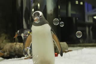 WORLD PENGUIN DAY 2024