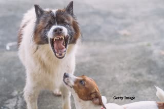 BHOPAL DOG ​​ATTACKS TWO CHILDREN