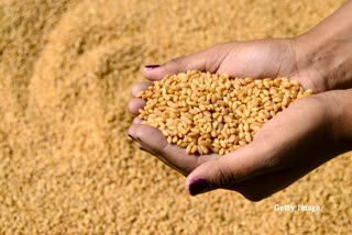 WHEAT PROCUREMENT NORMS FOR MP