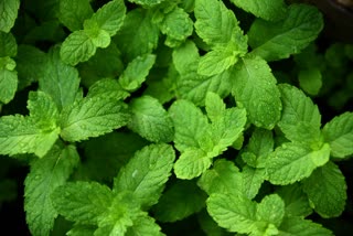 Mint Leaves