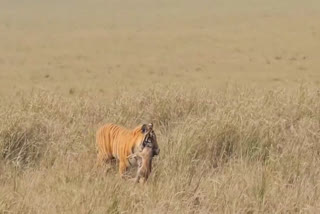 Tiger Smell Out Fawn From Grass