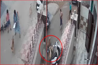 Stray Dogs Terror in Sirsa