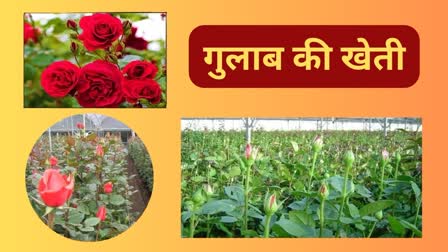 Rose FLORICULTURE IN CHHATTISGARH