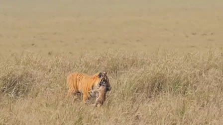 Tiger Smell Out Fawn From Grass