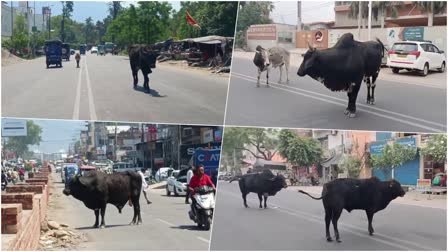 STRAY ANIMALS RISHIKESH