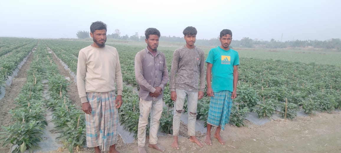WATERMELON CULTIVATION