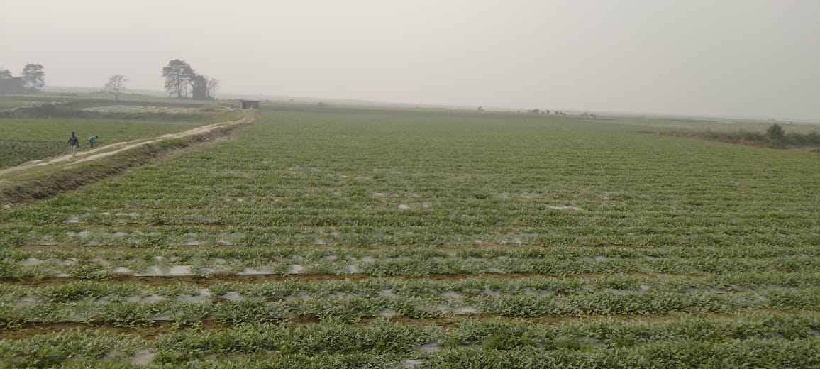 WATERMELON CULTIVATION