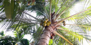 Friends of Coconut Tree: Goa Revamps Coconut Harvesting