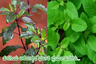 BASIL LEAVES HEALTH BENEFITS  TULSI FOR DIABETES  EATING BASIL LEAVES BENEFITS  ತುಳಸಿಯ ಆರೋಗ್ಯದ ಲಾಭಗಳು