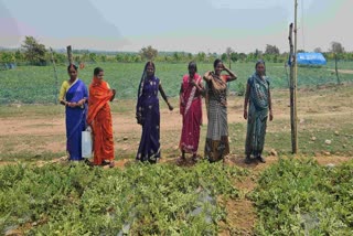 Watermelon Cultivation In Hazaribag