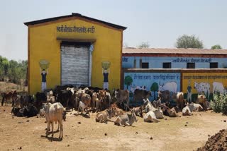 Gaushala Barhi village Maihar