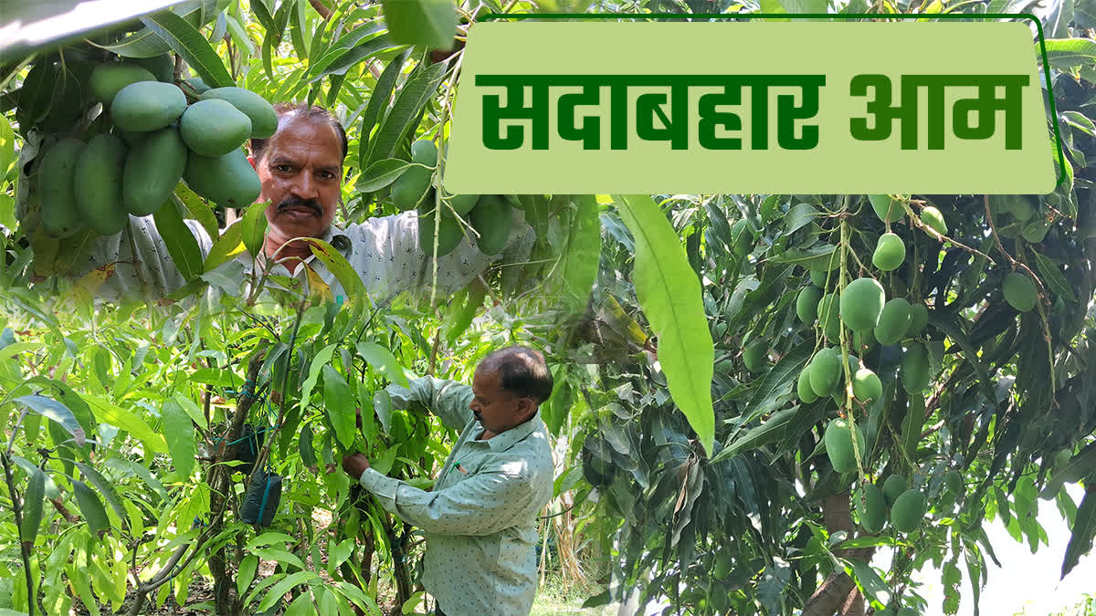 FARMER SHRI KRISHNA SUMAN,  SPECIAL MANGO TREE OF KOTA