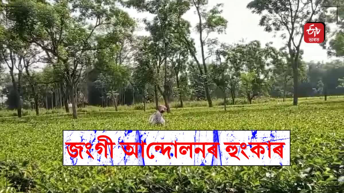 small tea growers are angry over the decision of the bottleleaf factory not to take raw tea leaves from them