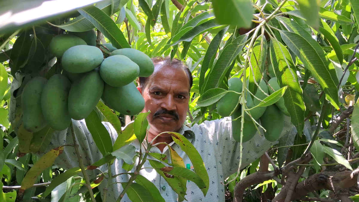 آم کا یہ درخت سال بھر پھل دیتا ہے، بیرونی ممالک میں بھی اس کی مانگ ہے، کوٹا کے اختراعی کسان سے ملیں