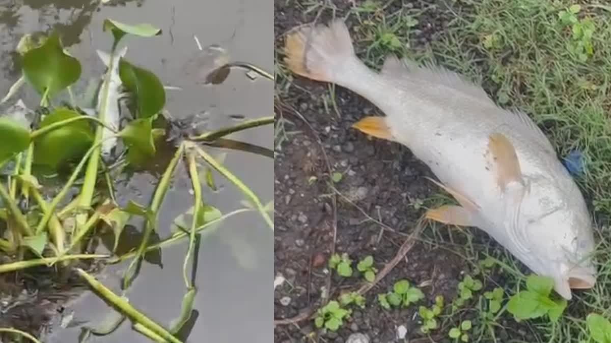 FISH DIED IN MARADU  മരട് കായലിൽ മത്സ്യങ്ങൾ ചത്തു  FISH KILL ON PERIYAR  മത്സ്യങ്ങൾ ചത്തു പൊങ്ങി