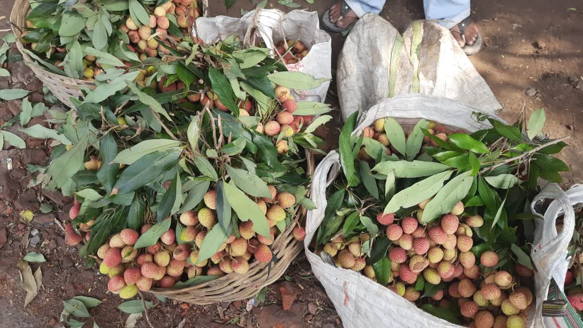 Litchi Farmers in Hooghly