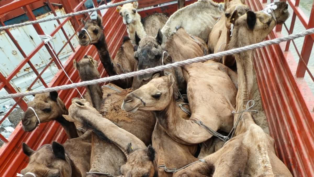 Camel smuggling in Hazribag