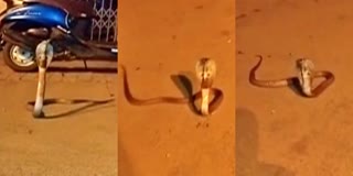 snake caught the eye of the police cobra  police patrolled  Dharwad