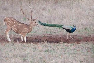 MELGHAT TIGER RESERVE