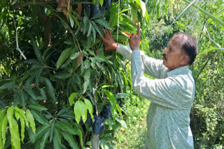 The innovative mango variety is resistant to most major diseases and common mango disorders