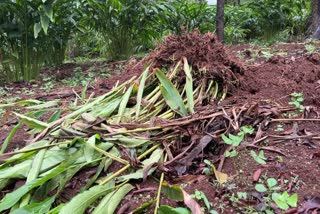 farmers in danger  cultivation destroyed  cardamom farmers big loss  chakka komban