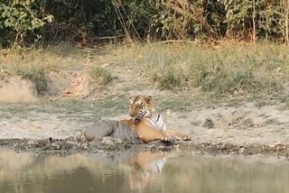 Bengal Tiger in Fato Zone