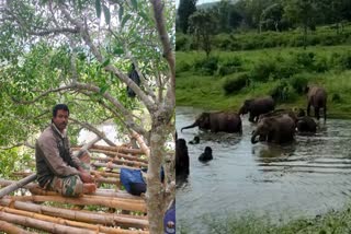 census was held in Bandipur forest area