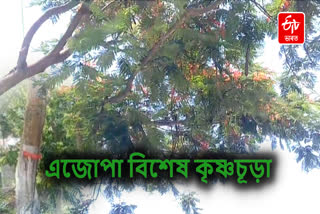 Plantation Scheme in Assam