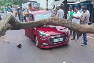 Tree Falls on Car in Srikakulam District