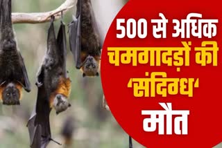 500 bats died in Udaipur