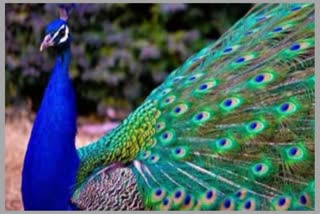 THREE PEACOCKS KILLED IN ETAWAH