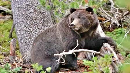 ETV Bear spotted in kamareddy District