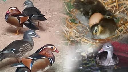 Mandarin Duck in Guwahati Zoo