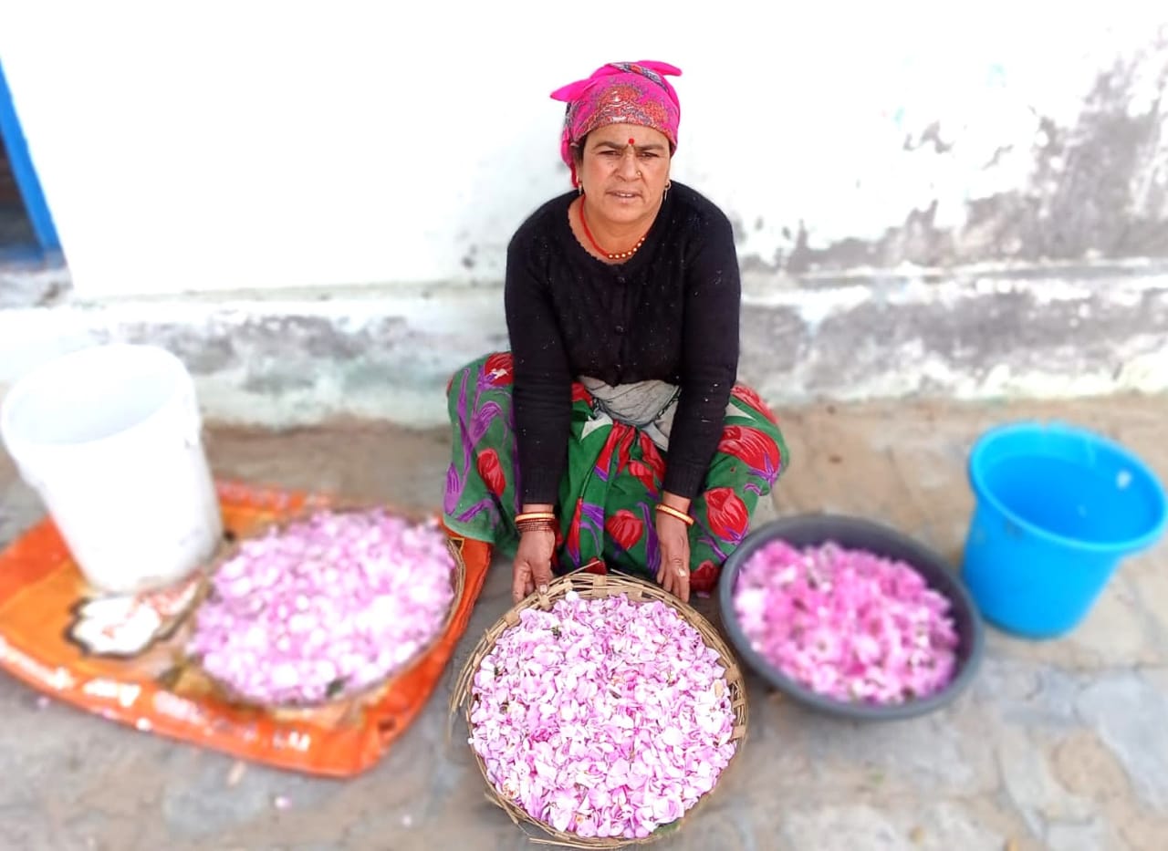 Rose cultivation strengthens farmers economy