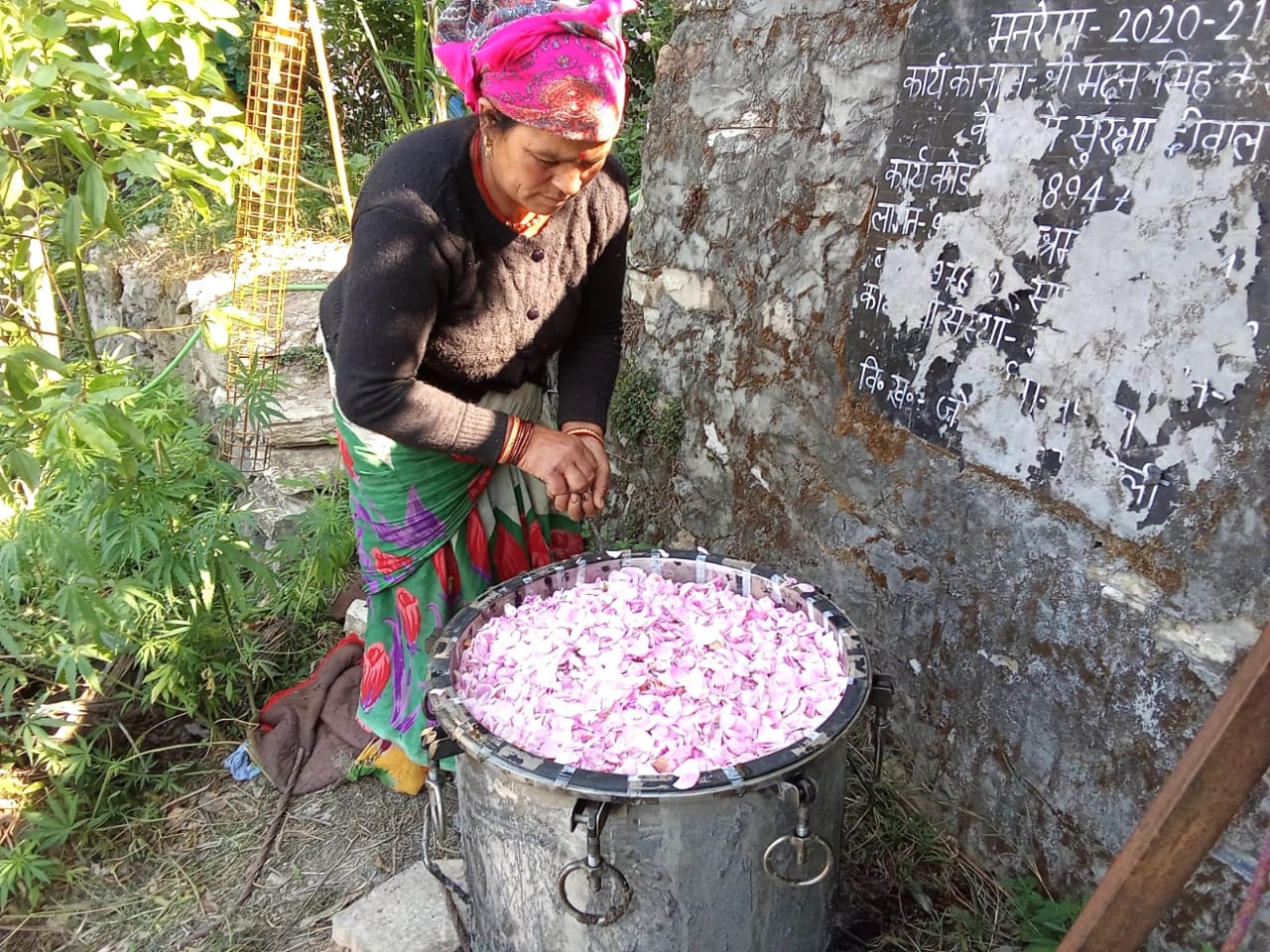 Damask Rose Cultivation in Chamoli