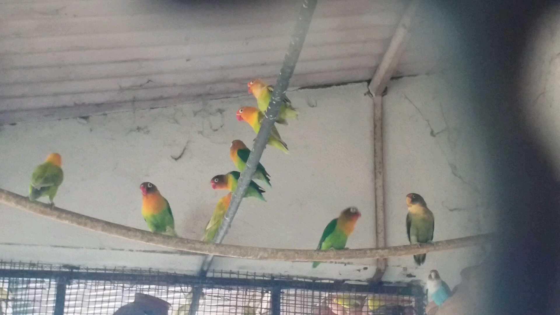 પક્ષીઓ માટે ગરમીમાં ઘરની છત પર કુંડા મુકવા જોઇએ