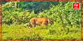 ROYAL BENGAL TIGER