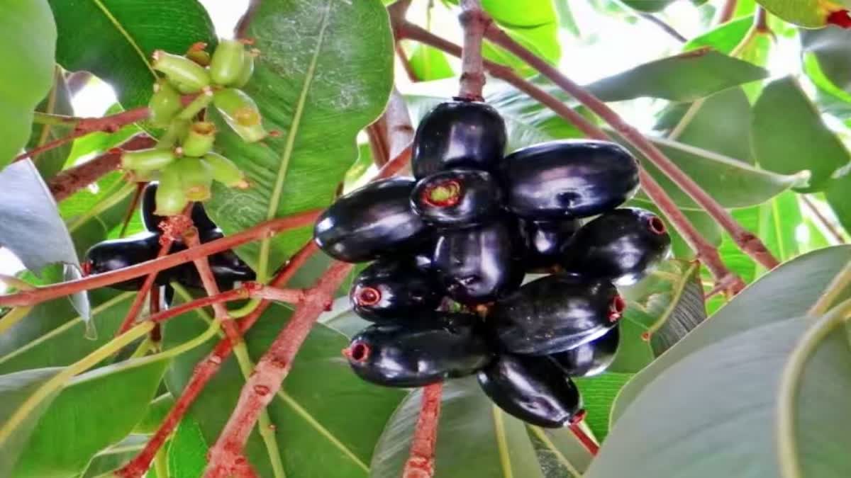 Jamun in Summer