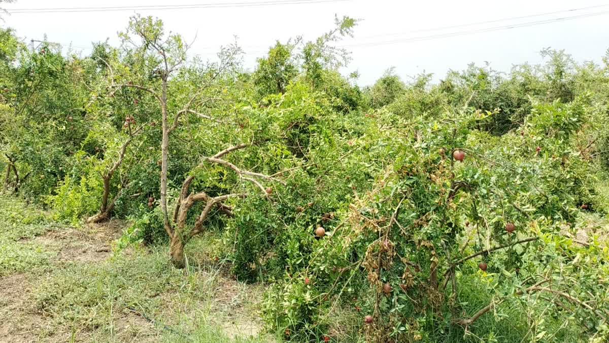 Biporjoy Cyclone Impact: દિયોદર,લાખણી-ભાભર વિસ્તારમાં દાડમના પાક સાફ થઈ ગયો